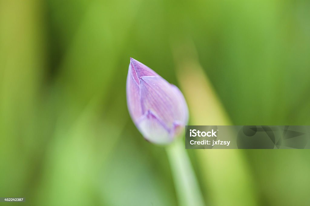 Flor de lótus broto - Royalty-free Beleza natural Foto de stock