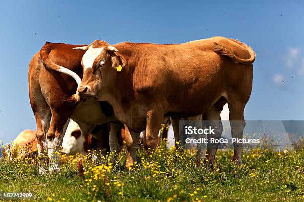 Foto de Trabalho Em Equipedois Bulls Se Livrar De Voa e mais fotos de stock de Adulto - Adulto, Alpes europeus, Animal
