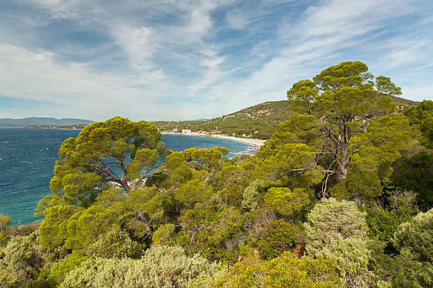 istock Pine forest on French Riviera 452243881