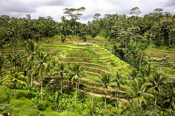 istock Bali Rice Paddies In Terraces 452246355
