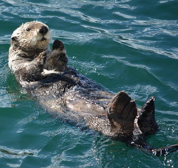 A sea otter floating in the sea with its baby on top Sea Otter floating at the surface sea otter stock pictures, royalty-free photos & images
