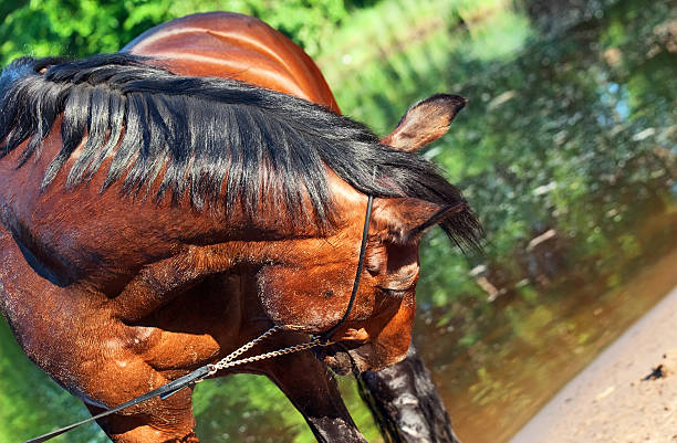 istock beautiful horse before the lake 452246463