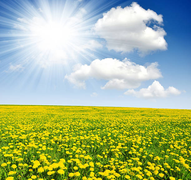 istock dandelions in the meadow 452247223
