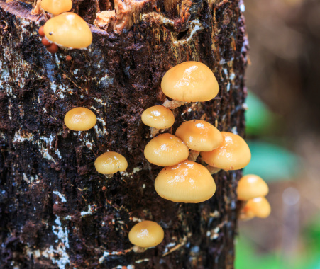 Mushrooms in the forest at Doi Inthanon National park in Chiang Mai, Province Asia Thailand
