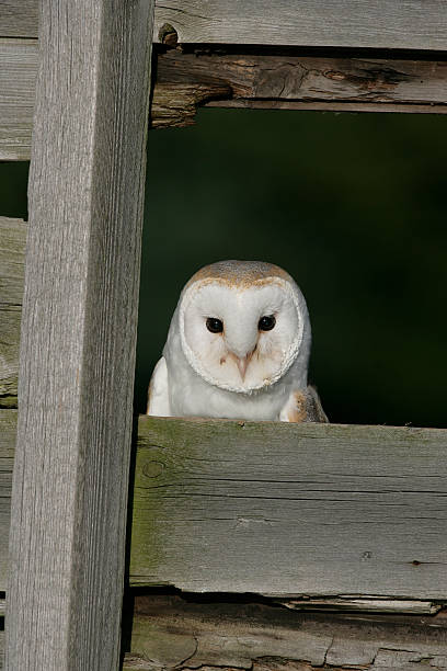 istock Barn owl, Tyto alba 452252893