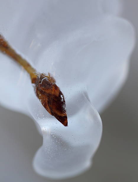 istock Branch Bud Encased in Ice 452253333