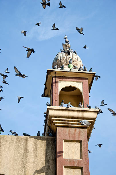 istock historical tower with pigeons in Amritsar,India 452254595
