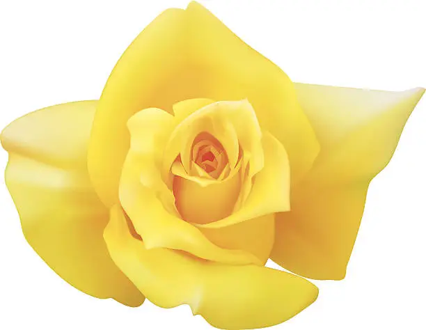 Vector illustration of Yellow Rose - Vector Illustration