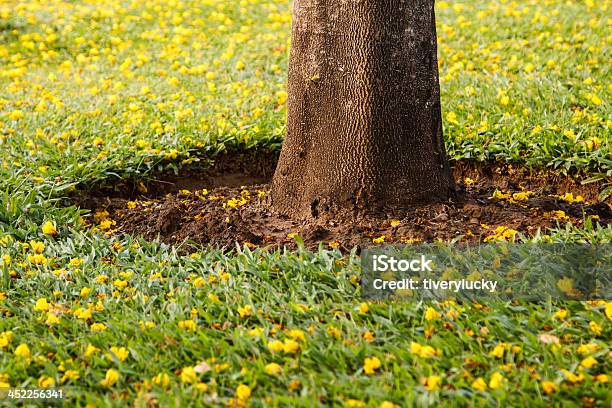 Photo libre de droit de Des Troncs Darbre banque d'images et plus d'images libres de droit de Arbre - Arbre, Arbre à feuilles caduques, Automne