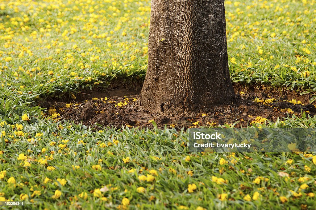 Árvore Troncos - Royalty-free Amarelo Foto de stock