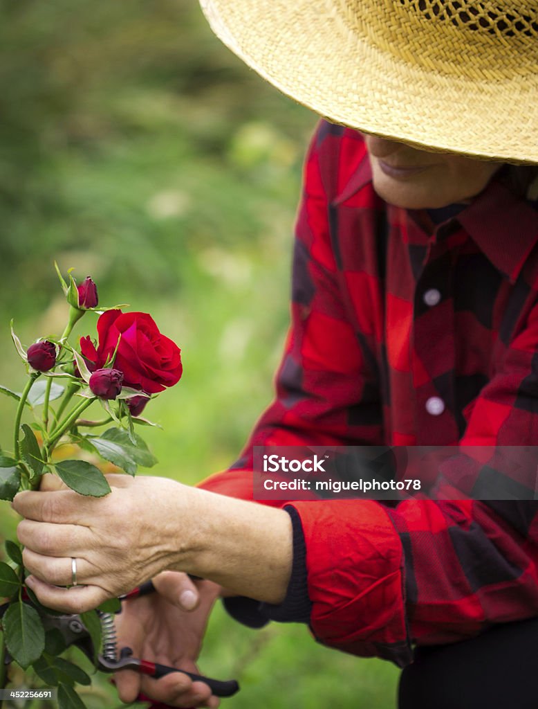Woman cutting roses in the garden Active Lifestyle Stock Photo