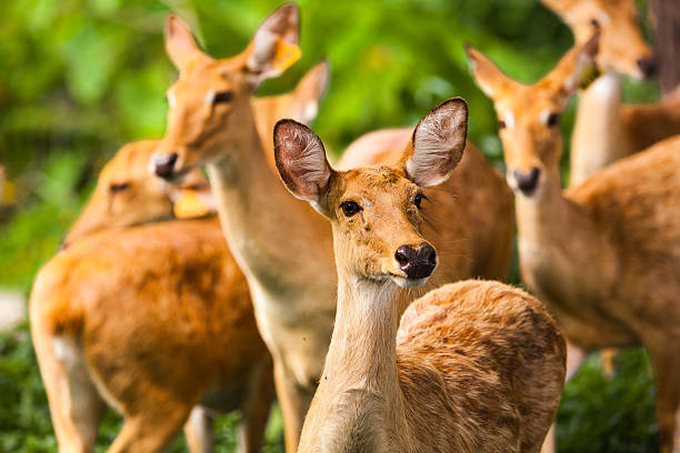 istock Drove of deer 452256797