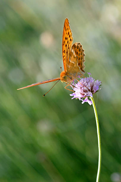 Silver-washed Fritillary butterfly on flower Male Silver-washed Fritillary butterfly (Argynnis paphia) feeding on scabiosa flower silver washed fritillary butterfly stock pictures, royalty-free photos & images