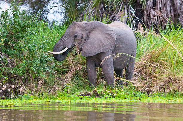 istock elephant on the lake eating grass 452263429