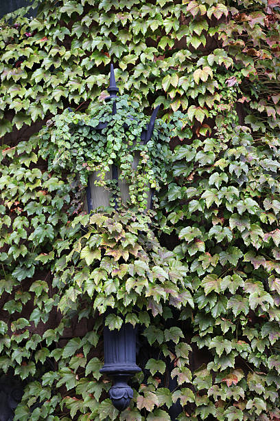 Vine-covered street lamp stock photo