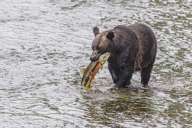 istock Female Grizzly with large Chum Salmon 452264149