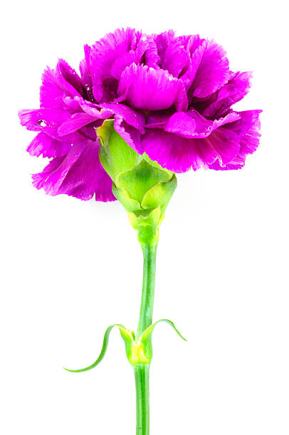 istock Purple Carnation Isolated on white 452264315
