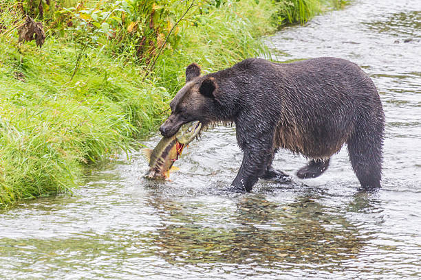 istock Hungry Grizzly catches large salmon 452264369