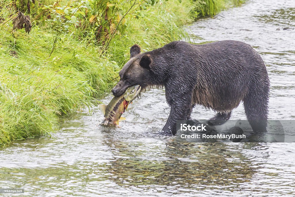 Com fome Grizzly capturas grande salmão - Foto de stock de Alasca - Estado dos EUA royalty-free