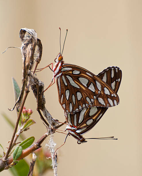 istock Male and Female Mating Butterflies (Gulf Fritillary) 452267193