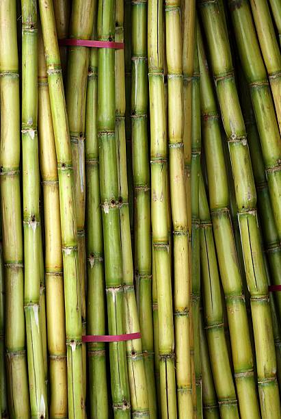 Bundles of Fresh Sugar Cane stock photo