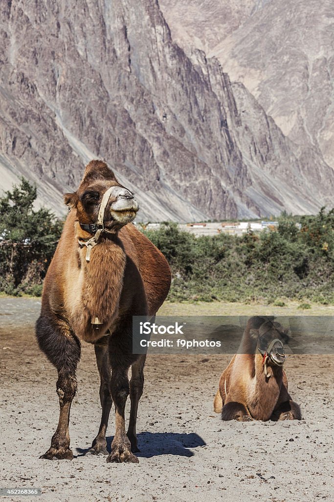 Camelos em Nubra valley, Ladakh - Foto de stock de Agricultura royalty-free