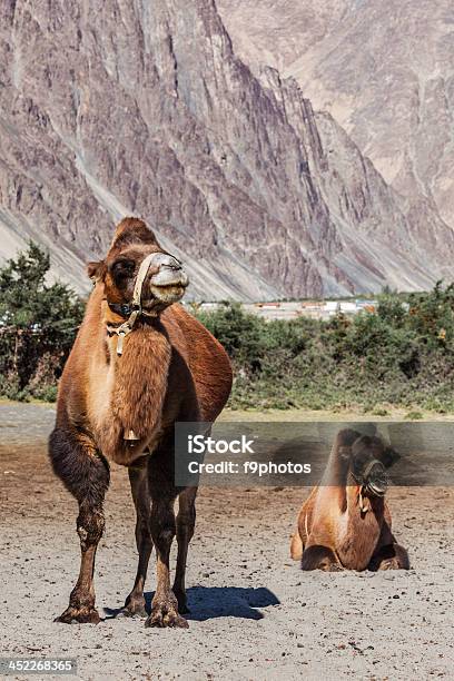 Верблюдов В Nubra Долина Ladakh — стоковые фотографии и другие картинки Азия - Азия, Верблюд, Вертикальный