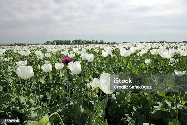 Poppy Field Stock Photo - Download Image Now - Addiction, Agricultural Field, Agriculture