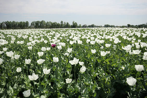 pole maku - flowerseeds zdjęcia i obrazy z banku zdjęć