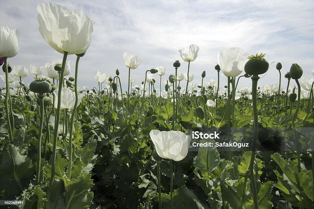 Campo de Papoila - Royalty-free Agricultura Foto de stock