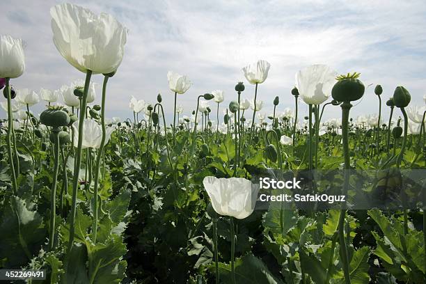 Campo De Papoila - Fotografias de stock e mais imagens de Agricultura - Agricultura, Fotografia - Imagem, Haxixe