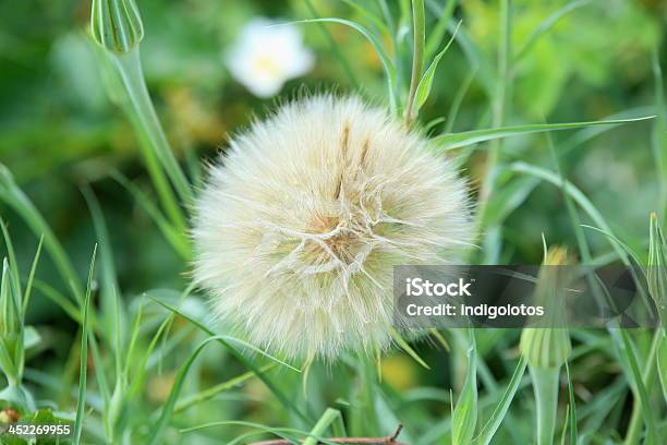 Diente De León Foto de stock y más banco de imágenes de Diente de León - Diente de León, El Cielo, Fotografía - Imágenes