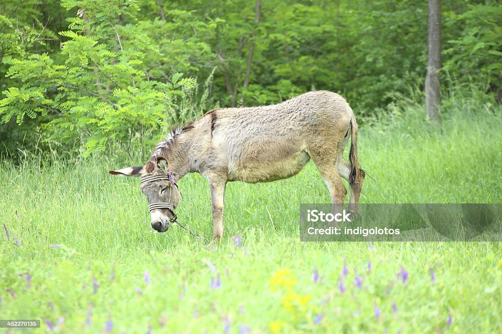 Burro en el pasto gris - Foto de stock de Agricultura libre de derechos