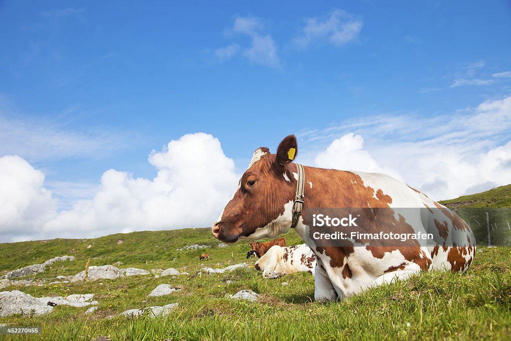 Cow-Modo di dire inglese - Foto stock royalty-free di Allgäu