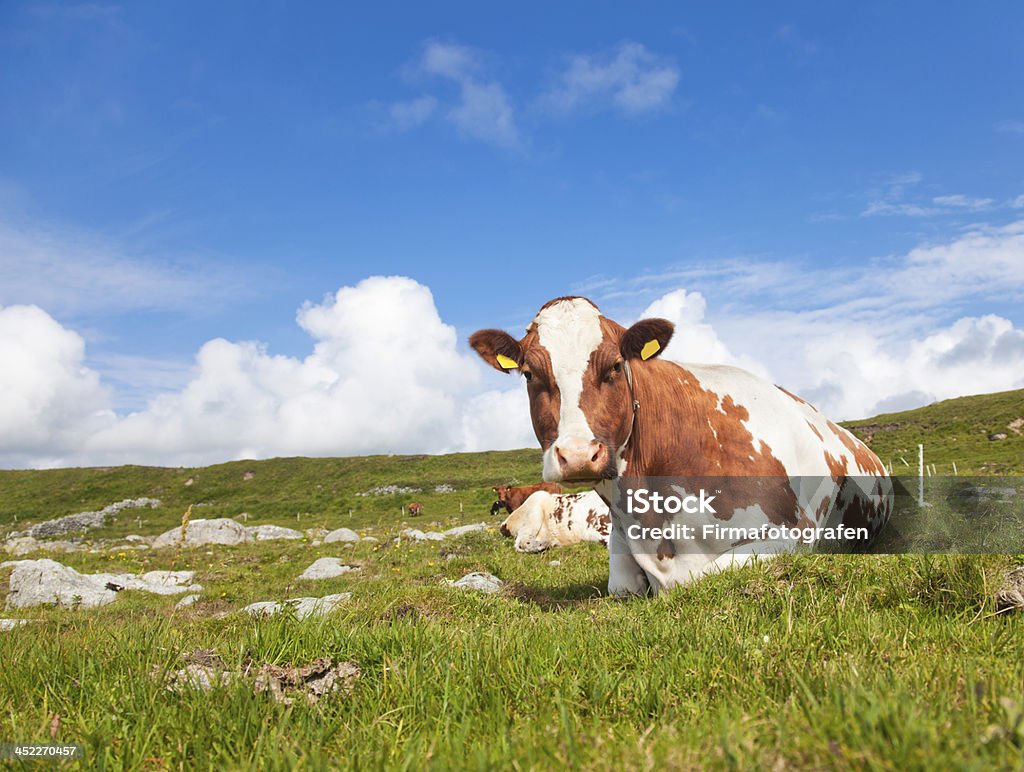 Cow-Modo di dire inglese - Foto stock royalty-free di Norvegia