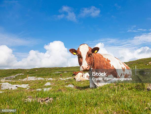 Krowa - zdjęcia stockowe i więcej obrazów Norwegia - Norwegia, Bydło domowe, Krowa