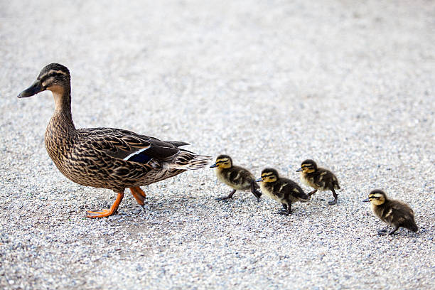 istock Family of ducks. 452270565