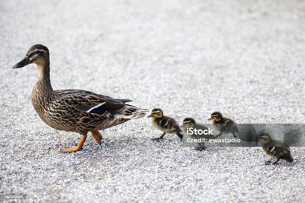 Family of ducks. Duckling Stock Photo