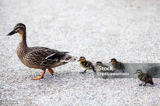 Family Of Ducks Stock Photo - Download Image Now - Duckling, Animal, Following - Moving Activity