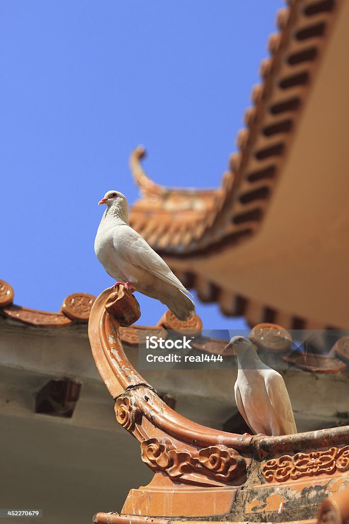 Белый Dove - Стоковые фото Белый роялти-фри