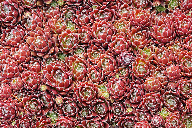 houseleek 