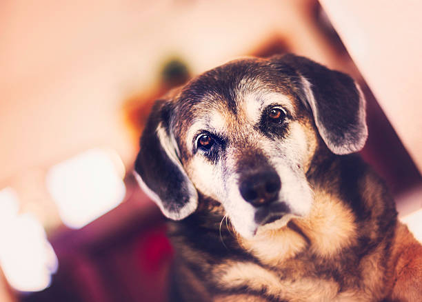 istock Mature Dog Sitting Peacefully Indoors 452346831