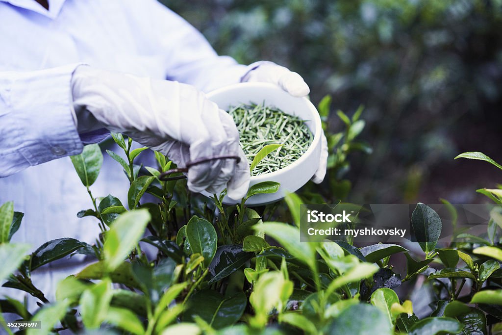 White tea picker  Herbal Tea Stock Photo