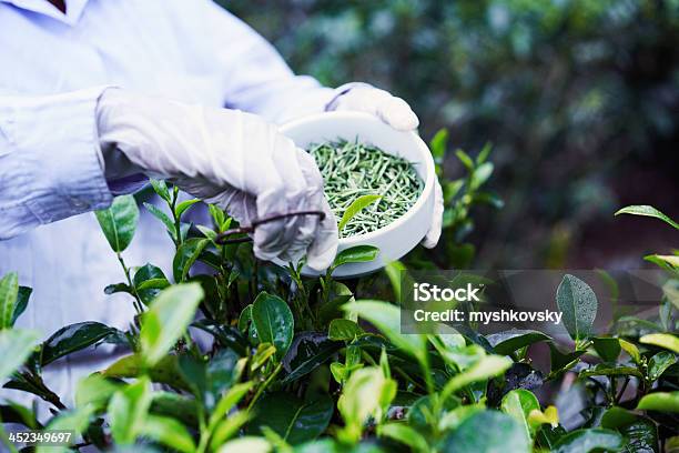 White Tea Picker Stock Photo - Download Image Now - Herbal Tea, Showing, Adult