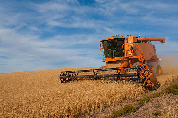 Combine Harvesting Wheat Crop In The Palouse Area Near Spokane Washington