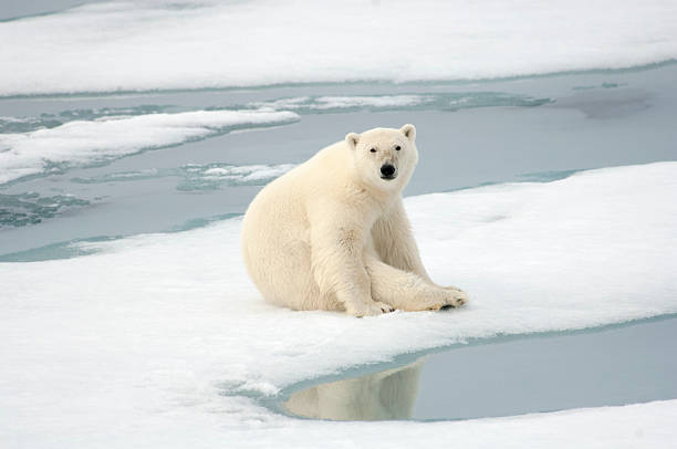 istock Polar bear on sheet of ice at water's edge 452351171