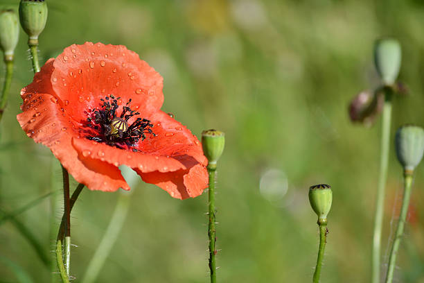 istock Poppy after the rain 452351197