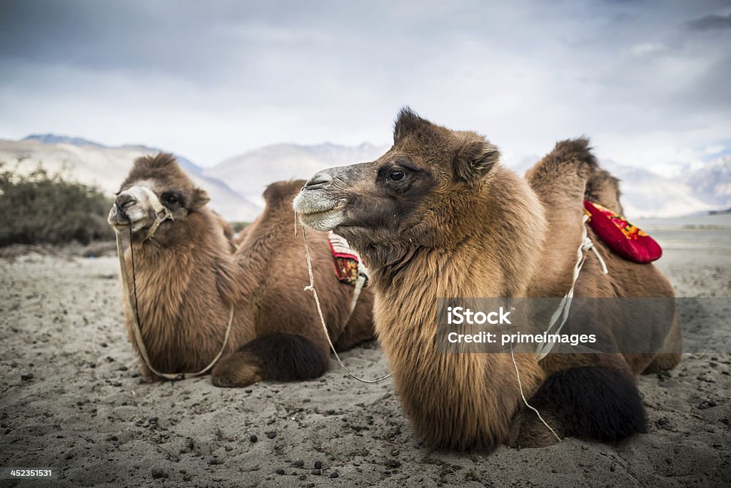 Kamelhaar wartet für Touristen in Nubra-Tal, Leh. - Lizenzfrei Asien Stock-Foto