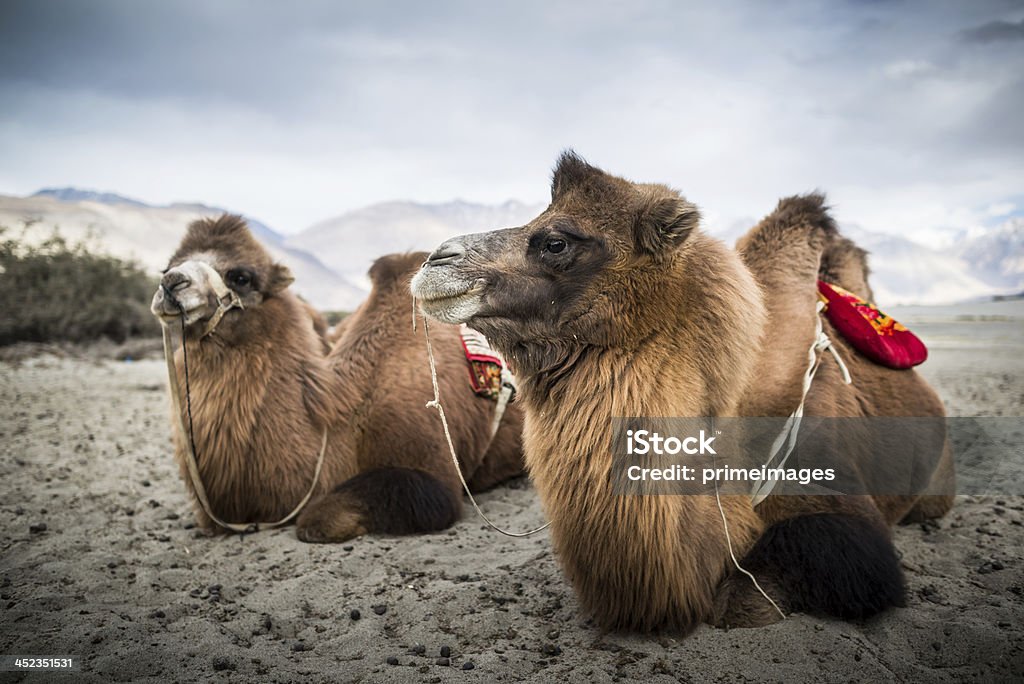 Camello está esperando para los turistas en Nubra Valley, Leh. - Foto de stock de Aire libre libre de derechos