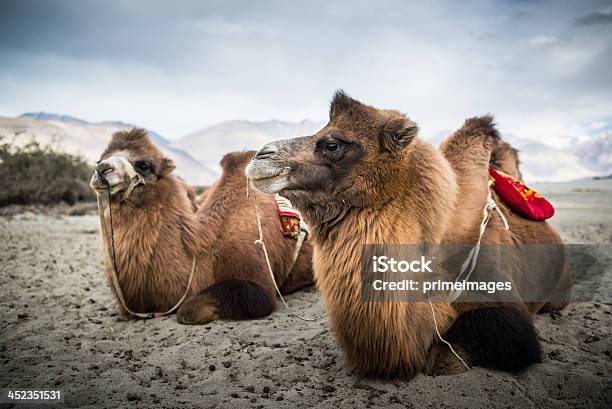 Camello Está Esperando Para Los Turistas En Nubra Valley Leh Foto de stock y más banco de imágenes de Aire libre